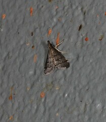Criophthona trileuca