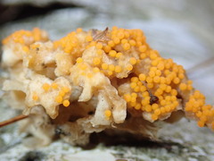 Hydropisphaera peziza