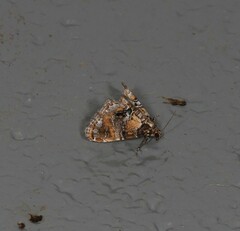 Elophila responsalis