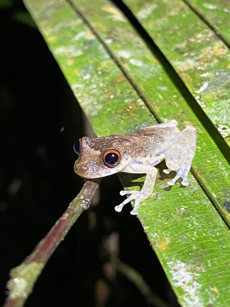 Red-Eyed Snouted Treefrog