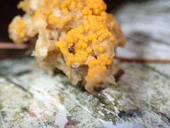 Hydropisphaera peziza