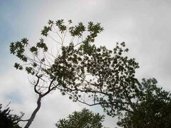 Elaeocarpus angustifolius