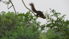 Callosciurus erythraeus