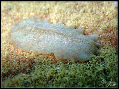 Acotylea