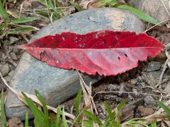 Elaeocarpus angustifolius