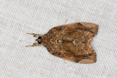 Crocidolomia suffusalis