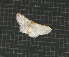 Idaea simplex