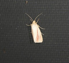 Heliocheilus rhodopolia