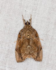 Crocidolomia suffusalis