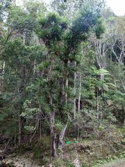 Freycinetia