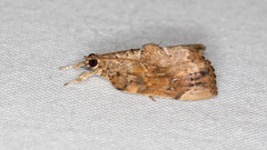 Crocidolomia suffusalis