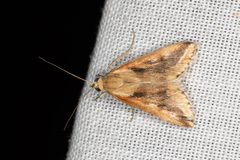Achyra massalis