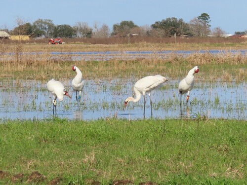 Whooping Crane photographed in Louisiana