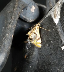 Margarosticha repetitalis
