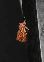 Meyrickella torquesauria