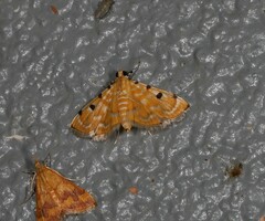 Notarcha