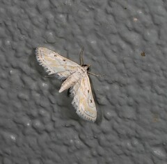 Parapoynx dentizonalis