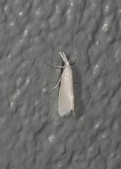 Patissa stenopteralis
