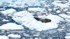 Leptonychotes weddellii