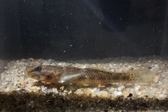 Glossogobius bellendenensis