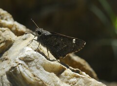 Atrytonopsis pittacus