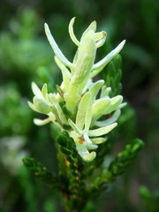 Exobasidium cassiopes