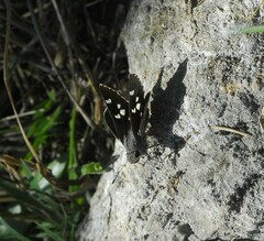 Atrytonopsis pittacus