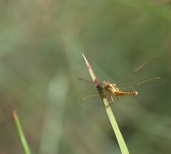 Crocothemis nigrifrons
