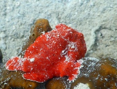 Antennarius commerson