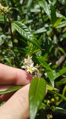 Palicourea pseudinundata