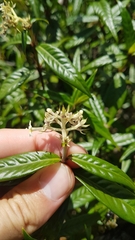 Palicourea pseudinundata