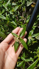 Palicourea pseudinundata