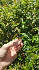 Palicourea pseudinundata