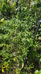Palicourea pseudinundata