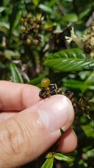 Palicourea pseudinundata