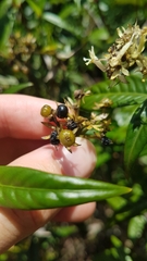 Palicourea pseudinundata