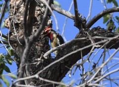Sphyrapicus ruber × nuchalis