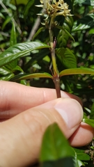 Palicourea pseudinundata
