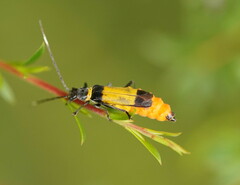 Chauliognathus imperialis