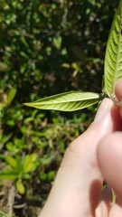 Palicourea pseudinundata