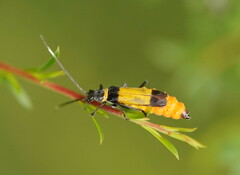 Chauliognathus imperialis
