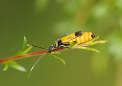 Chauliognathus imperialis