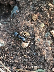 Dorymyrmex antillanus