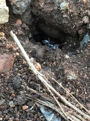 Dorymyrmex antillanus