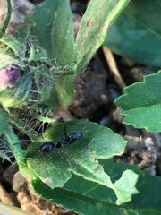 Dorymyrmex antillanus