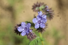 Phacelia distans
