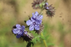 Phacelia distans