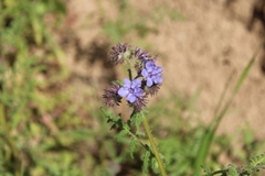 Phacelia distans