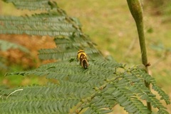 Macrobathra chrysotoxa