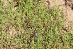 Phacelia distans